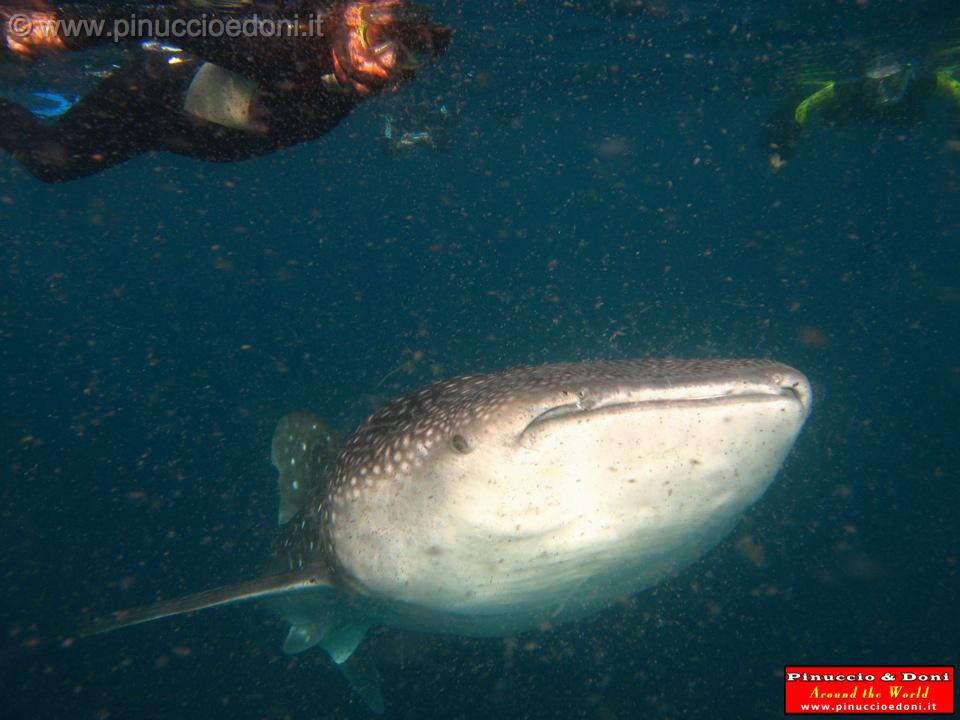 Djibouti - Whale Shark in Djibouti - 06.jpg